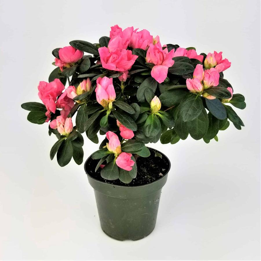 Azalea - from Scotts Garden Centre