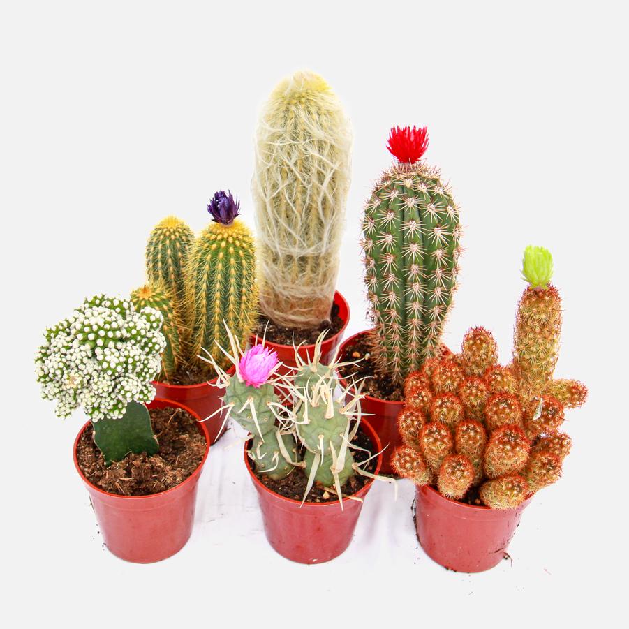 Cactus - Assorted from Scotts Garden Centre