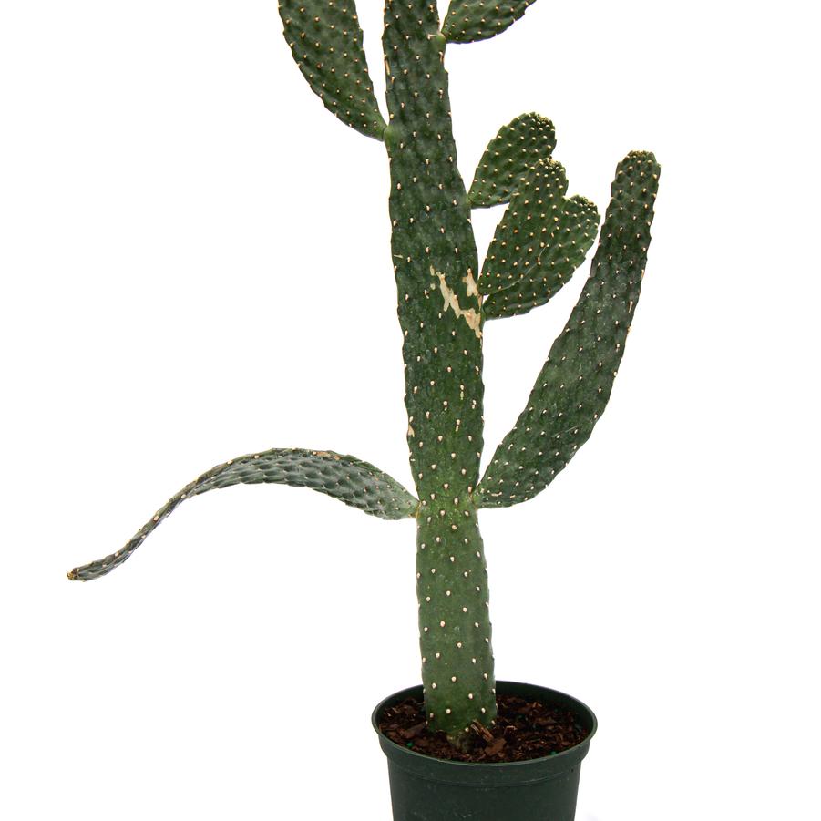 Cactus - Cowboy from Scotts Garden Centre