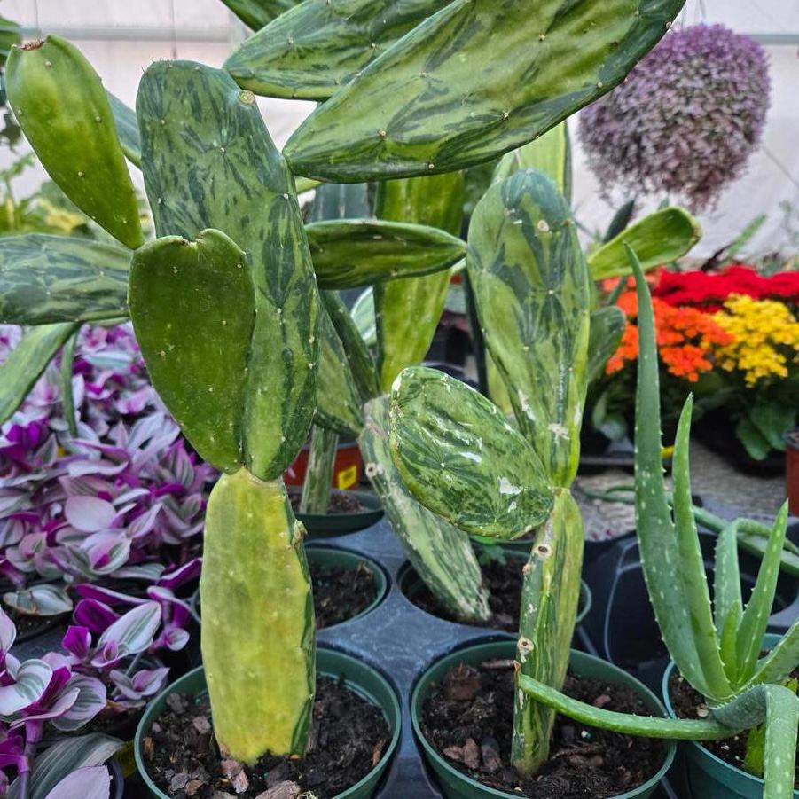 Cactus Prickly Pear - from Scotts Garden Centre