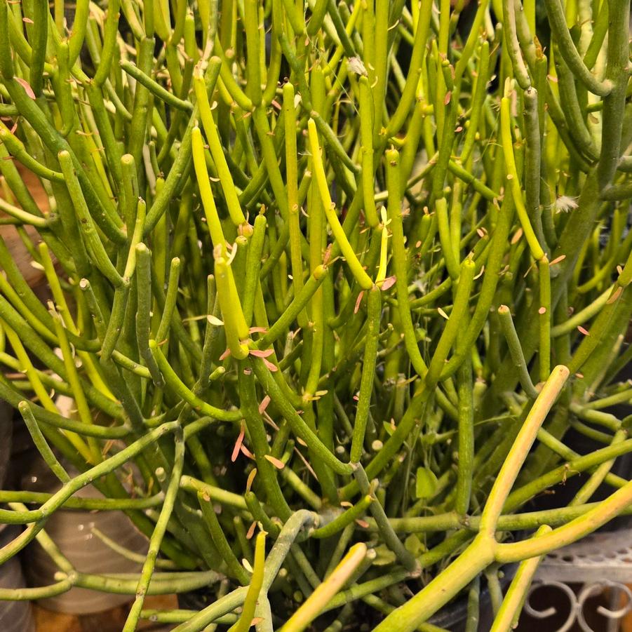 Cactus Fire Stick Pencil - from Scotts Garden Centre