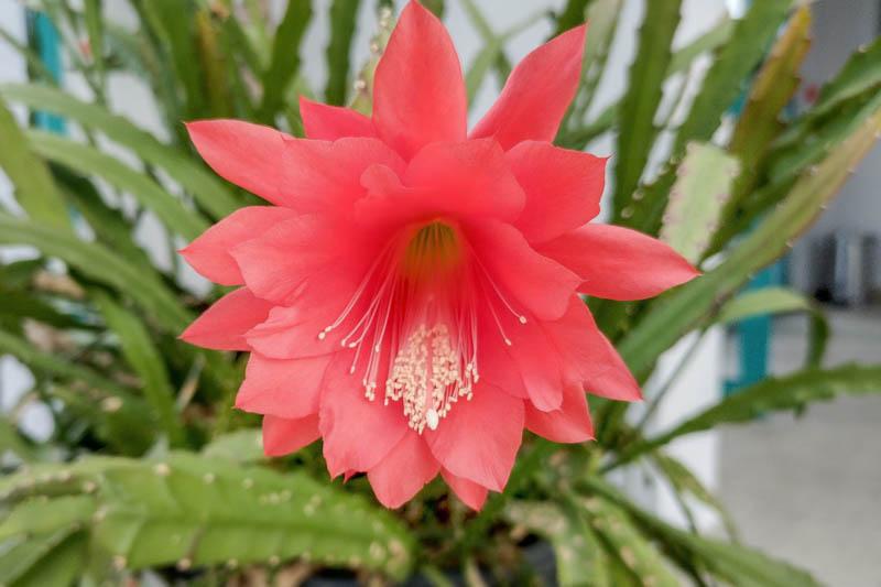 Cactus Orchid - from Scotts Garden Centre