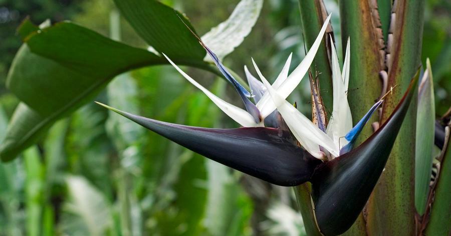 Bird of Paradise - from Scotts Garden Centre