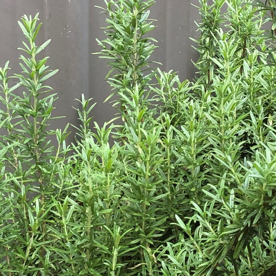 Rosemary - Annual from Scotts Garden Centre