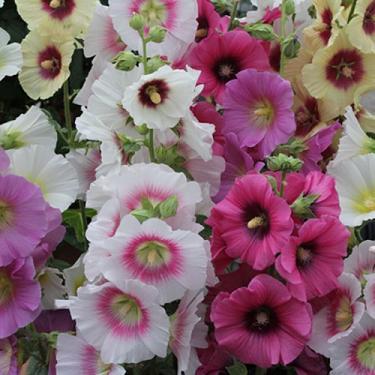 Alcea Ficifolia 'Las Vegas' - Hollyhock from Scotts Garden Centre