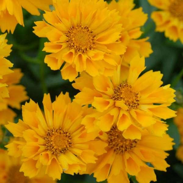 Coreopsis x Hybrida 'Jethero's Tull' - Tickseed from Scotts Garden Centre