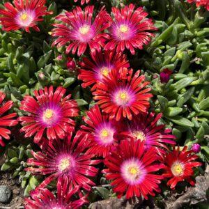 Delosperma 'Razzle Dazzle' - Ice Plant from Scotts Garden Centre