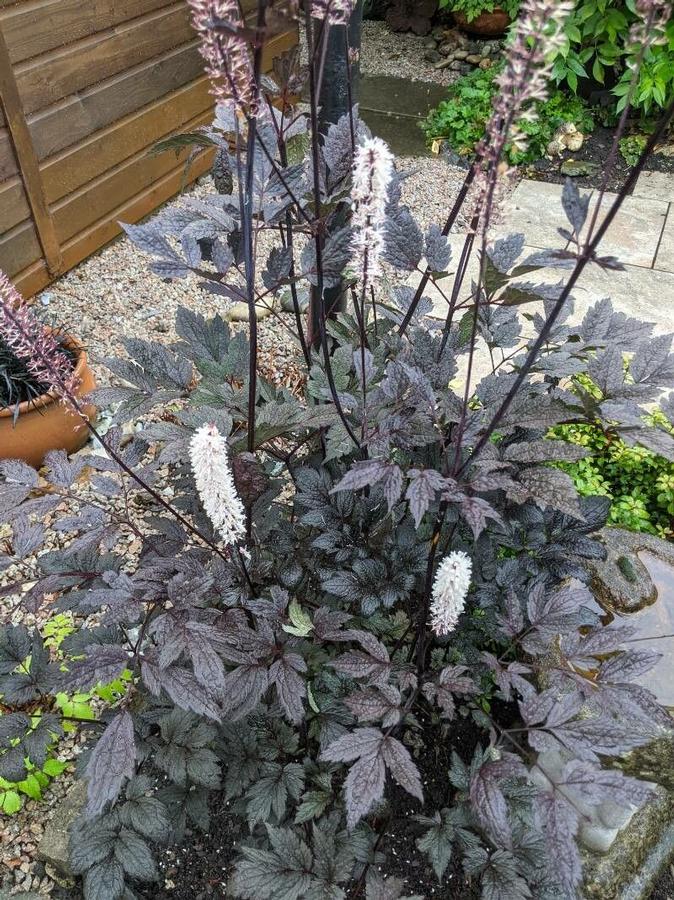 Actaea Racemosa - Black Bugbane from Scotts Garden Centre