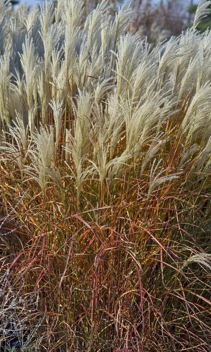 Miscanthus Purpurascens