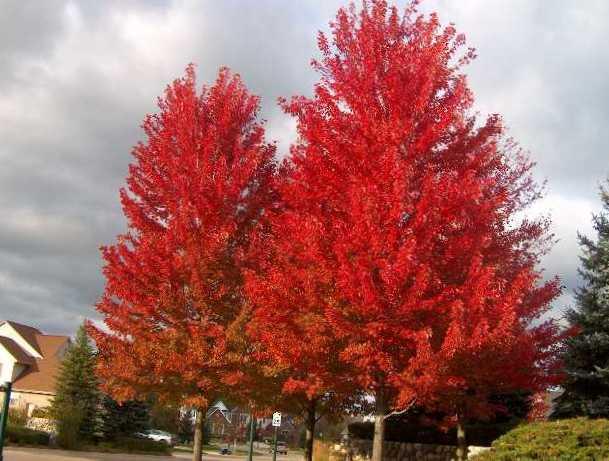 Acer x freemanii 'Autumn Blaze®' - Autumn Blaze® Red Maple from Scotts Garden Centre