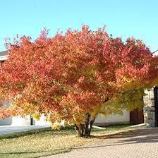 Acer ginnala 'Amur' - Flame Maple from Scotts Garden Centre
