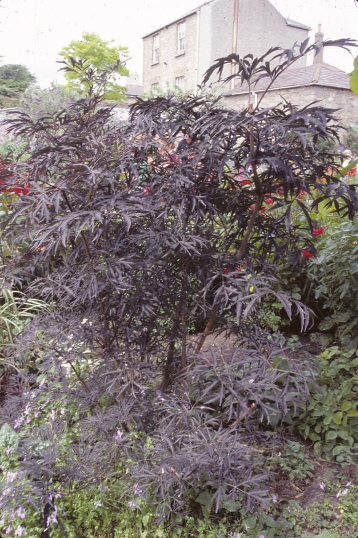 Sambucus Nigra Black Lace