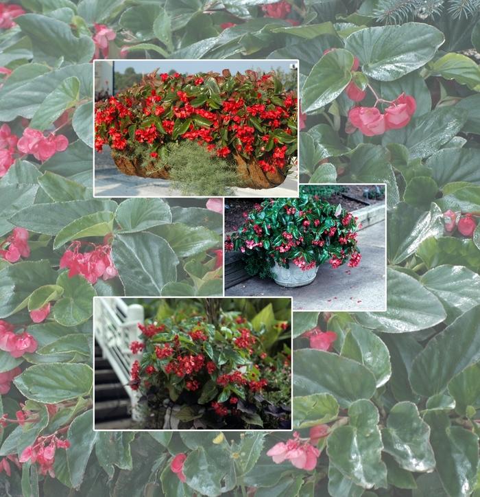 Begonia Multiple Varieties 