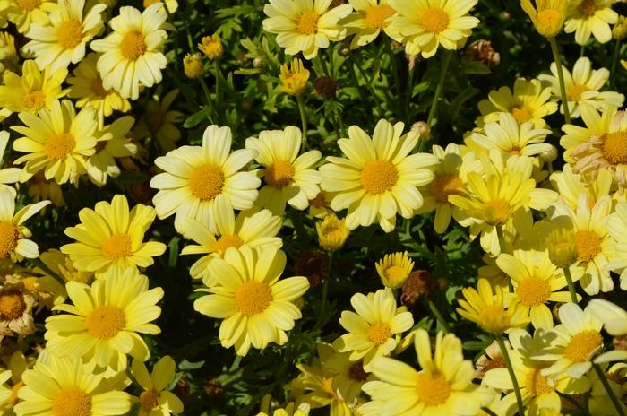 Argyranthemum Frutescens