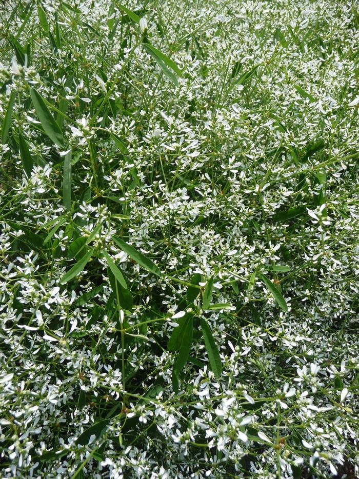 Euphorbia Breathless™ White