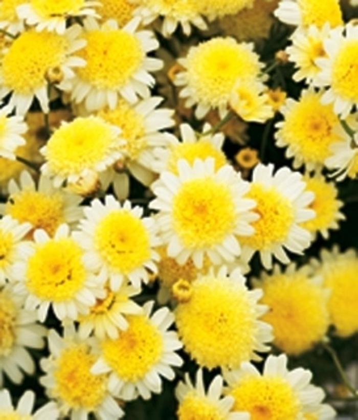 Argyranthemum Dress Up™ Primrose Path