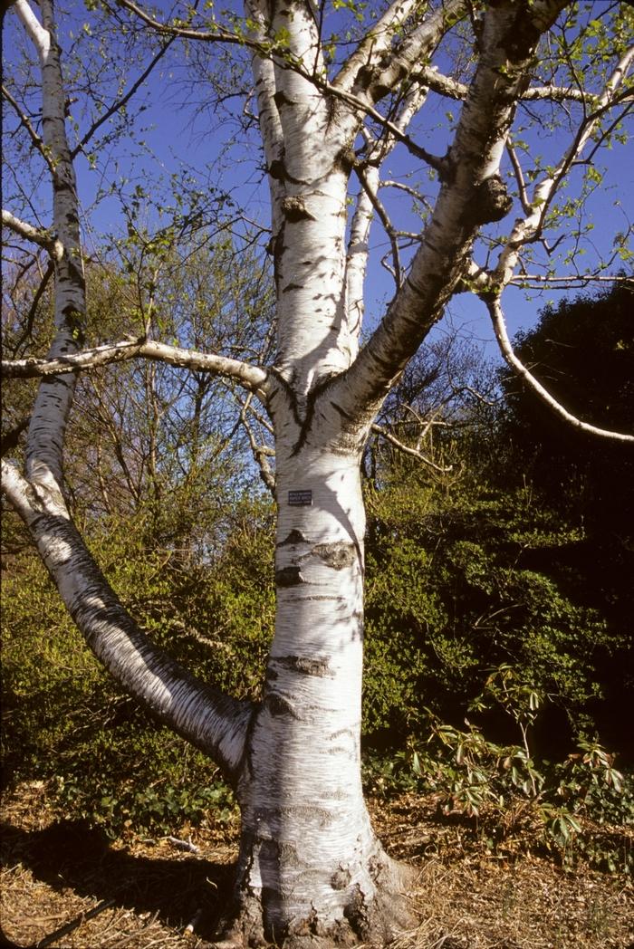 Betula Papyrifera