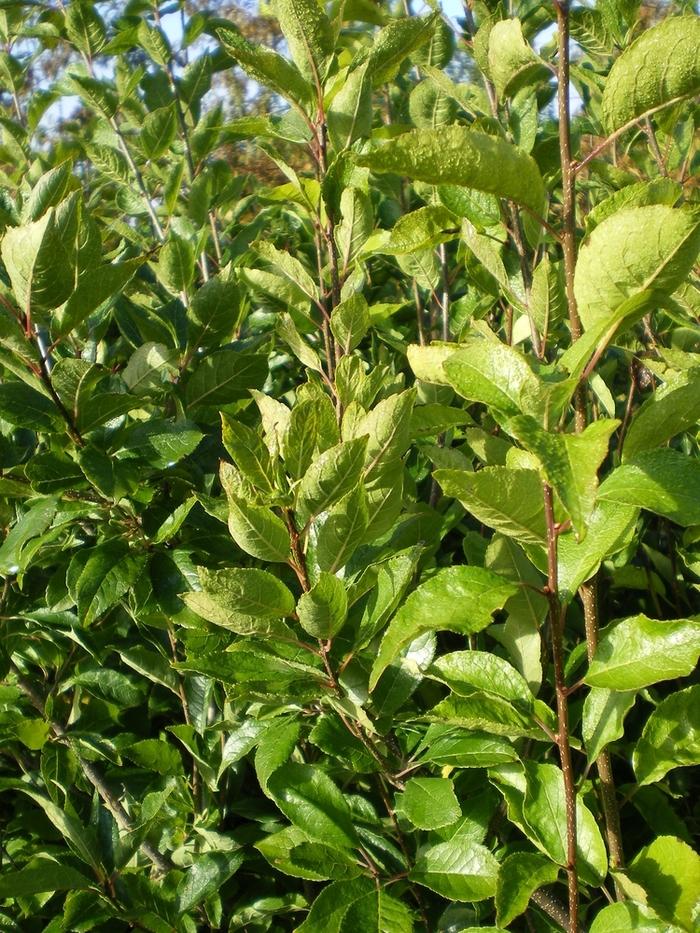 Ilex verticilata