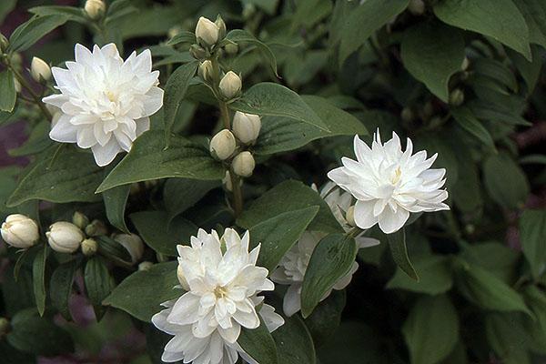 Philadelphus X Minature 'Snowflake' - Mockorange from Scotts Garden Centre