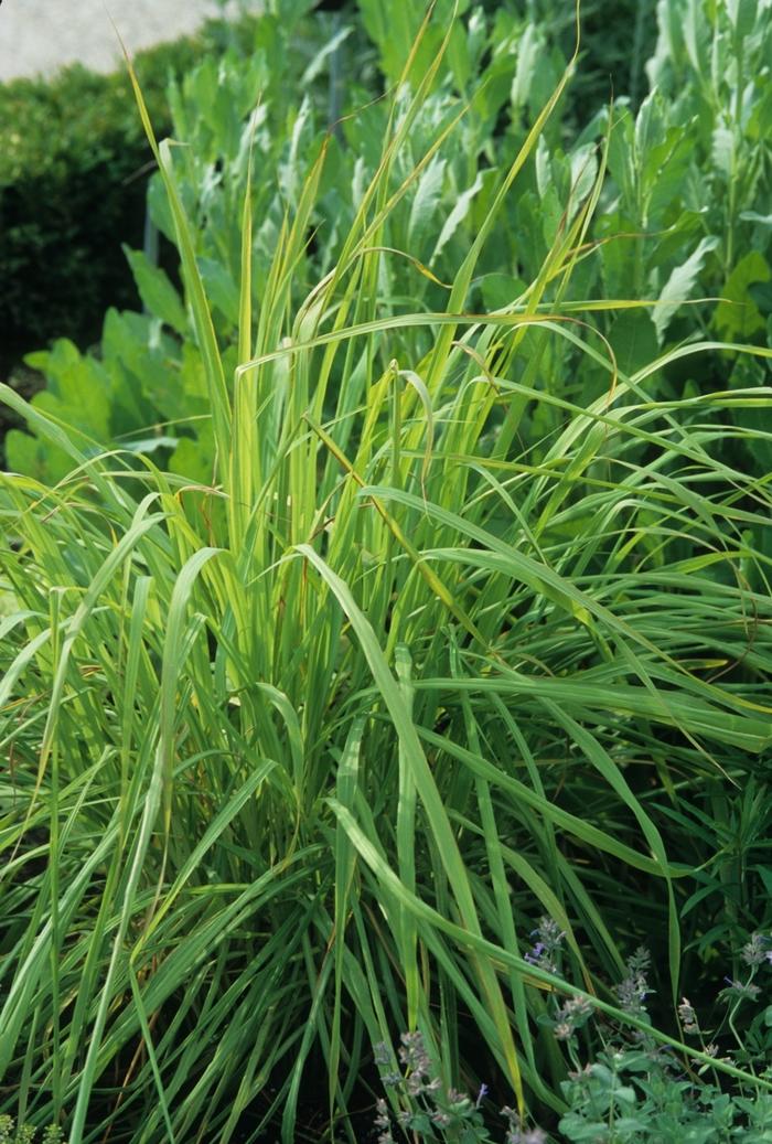 Cymbopogon citratus