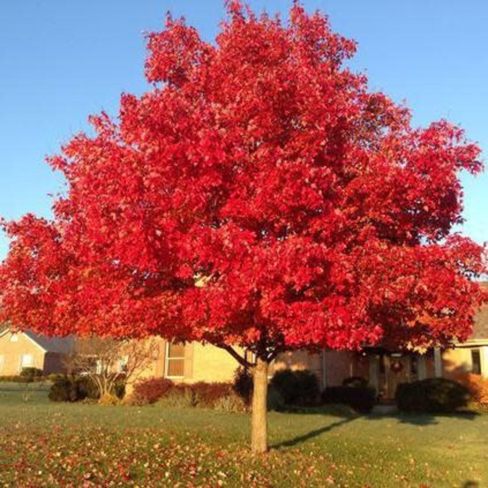 Acer rubrum - Red Maple from Scotts Garden Centre