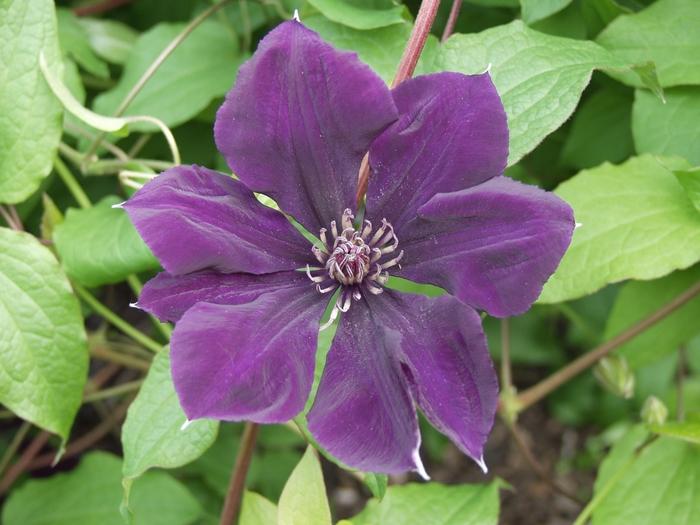 Clematis Gypsy Queen