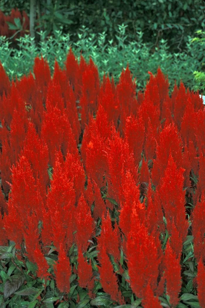 Celosia argentea Century Red