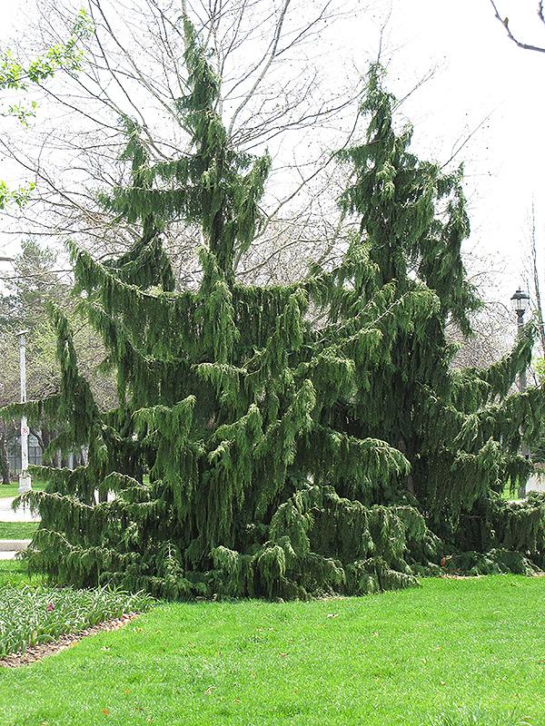Chamaecyparis nootkatensis 'Pendula' - Weeping Nootka False Cypress from Scotts Garden Centre
