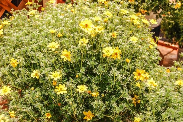 Bidens Ferulifolia