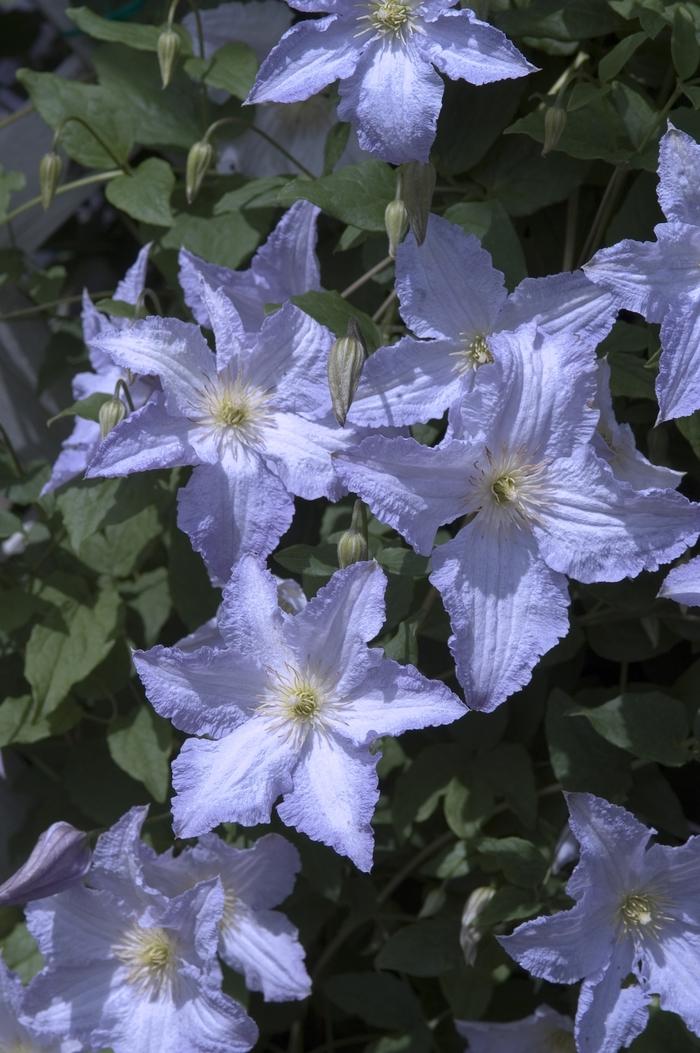 Clematis Blue Angel