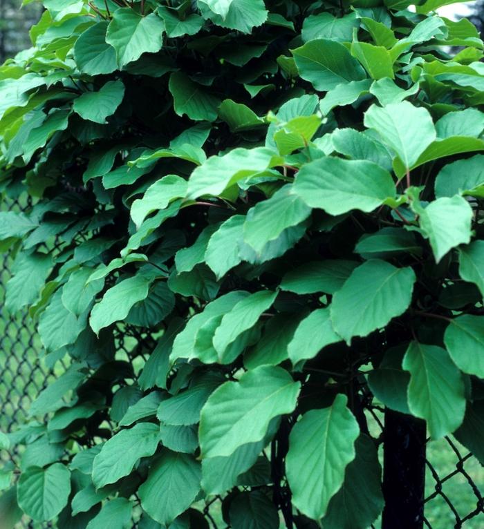 Actinidia Kolomikta