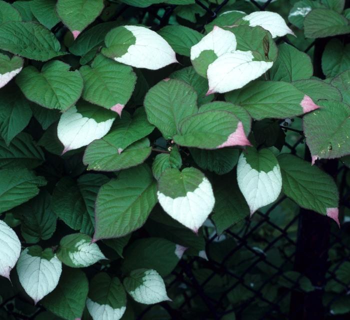 Actinidia Kolomitka