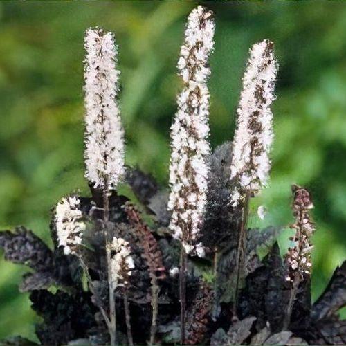 Actaea Cimicifuga simplex 'Pink Spike' - Black bugbane or Snakeroot from Scotts Garden Centre
