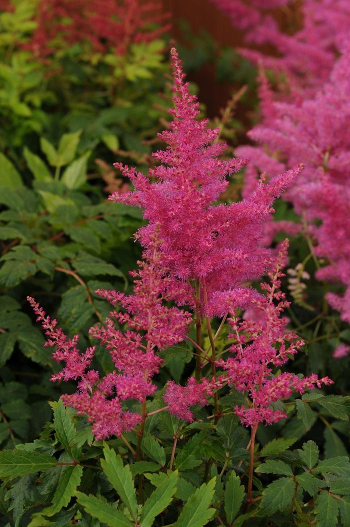 Astilbe japonica Lilac