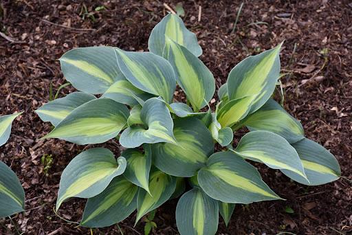 Hosta 'Touch of Class' - Hosta, Plantain Lily from Scotts Garden Centre