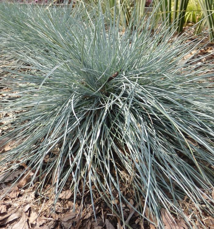 Festuca glauca Elijah Blue