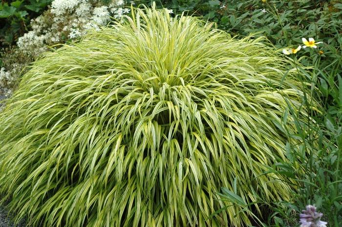 Hakonechloa macra Albo-marginata