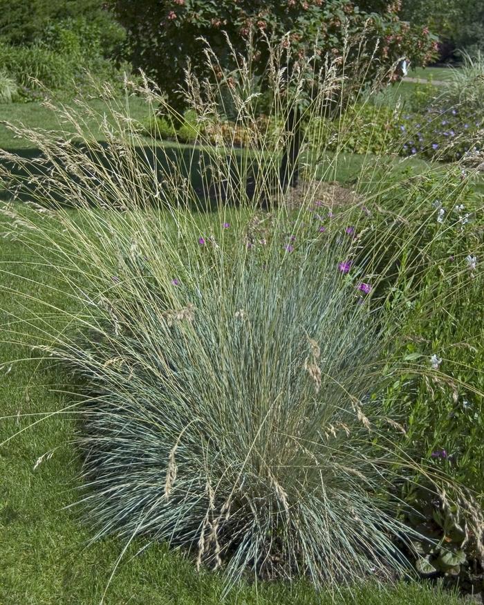 Helictotrichon semperviren