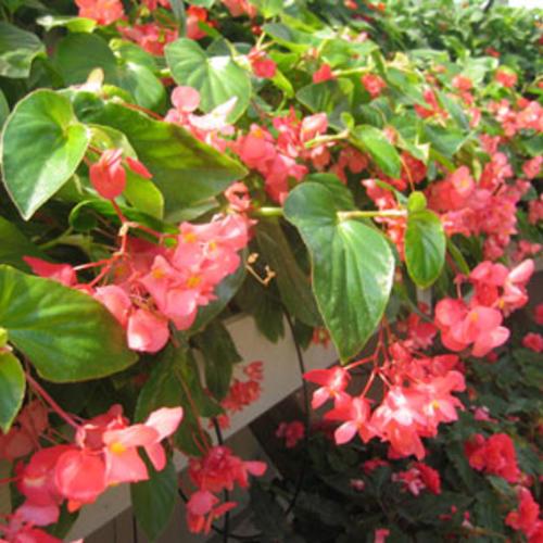 Begonia X Hybrida - Dragon Wing Assorted Colours from Scotts Garden Centre