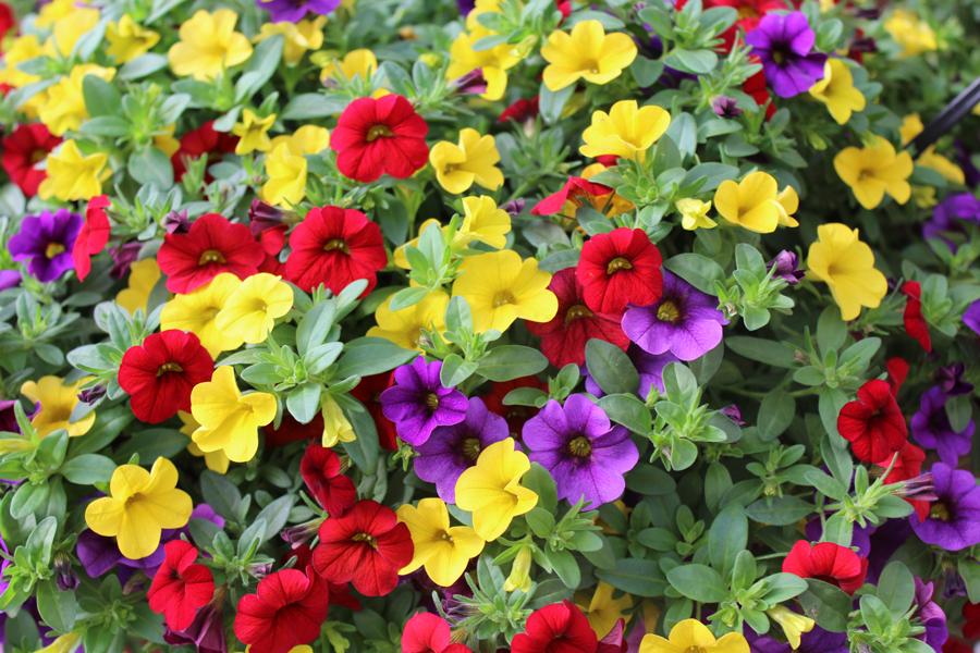 Calibrachoa Mini Famous - Million Bells Assorted Colours from Scotts Garden Centre