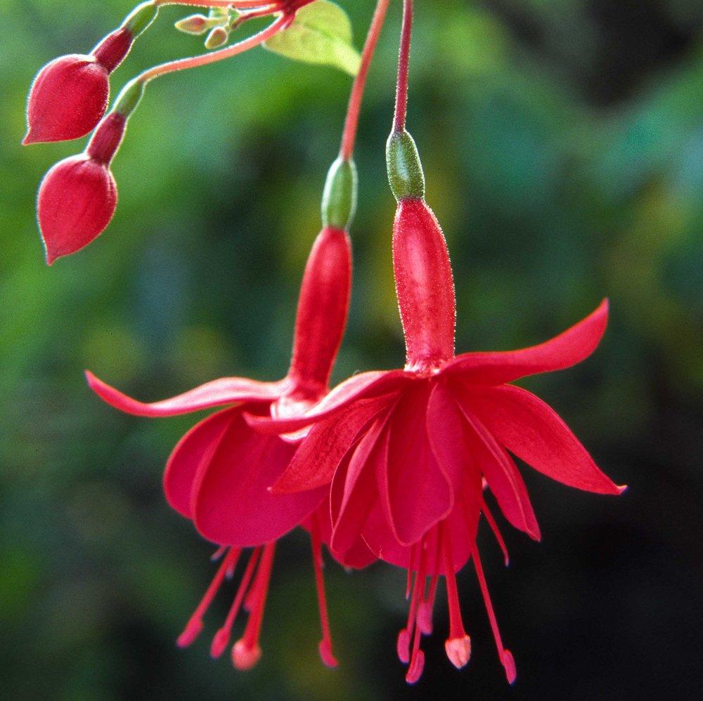Fuchsia Magellanica - from Scotts Garden Centre