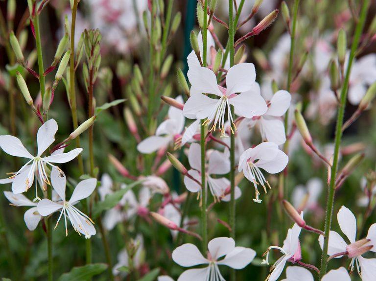 Guara - Bee Blossom from Scotts Garden Centre