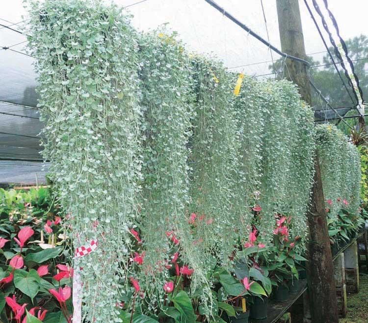 Dichondra Argentea - Silver Falls from Scotts Garden Centre