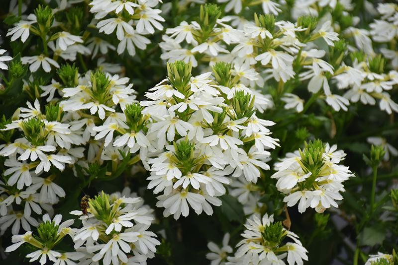 Scaevola Aemula - Fairy Fan Flower from Scotts Garden Centre