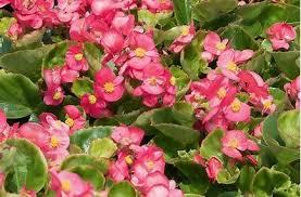 Begonia Bada - Wax Begonia from Scotts Garden Centre