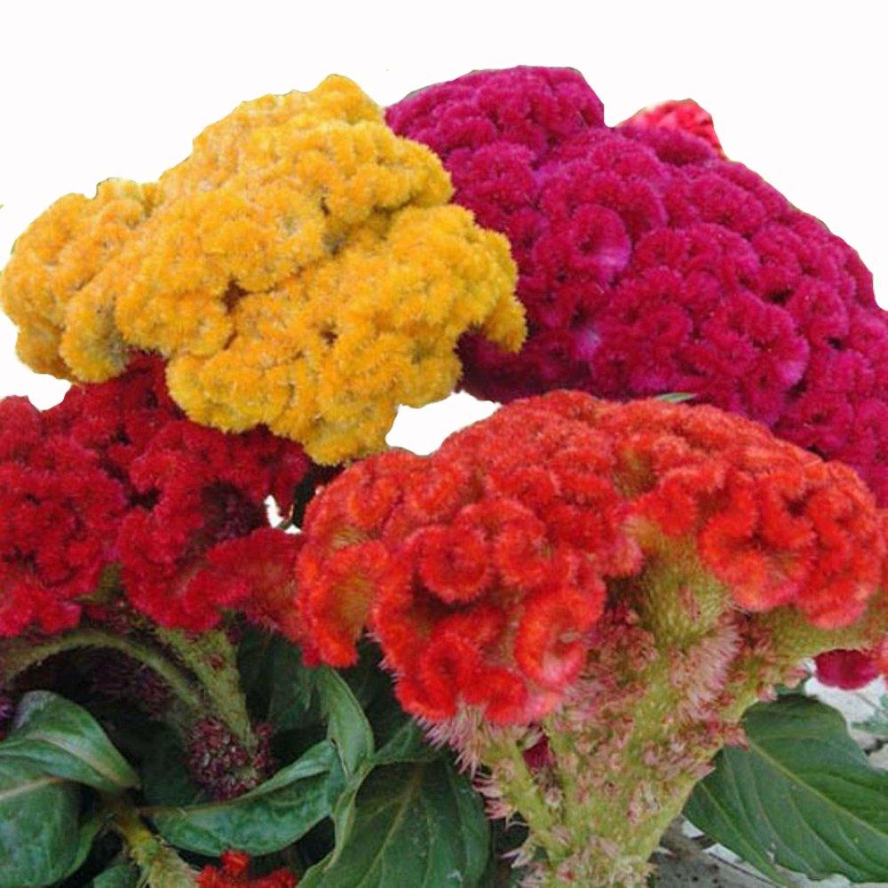 Celosia Argentea - Plumed Cockscomb from Scotts Garden Centre