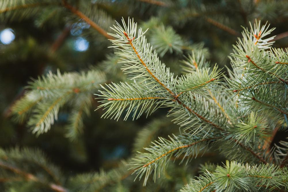 abies Balsamea 'Phanerolepi' - Canaan Fir from Scotts Garden Centre