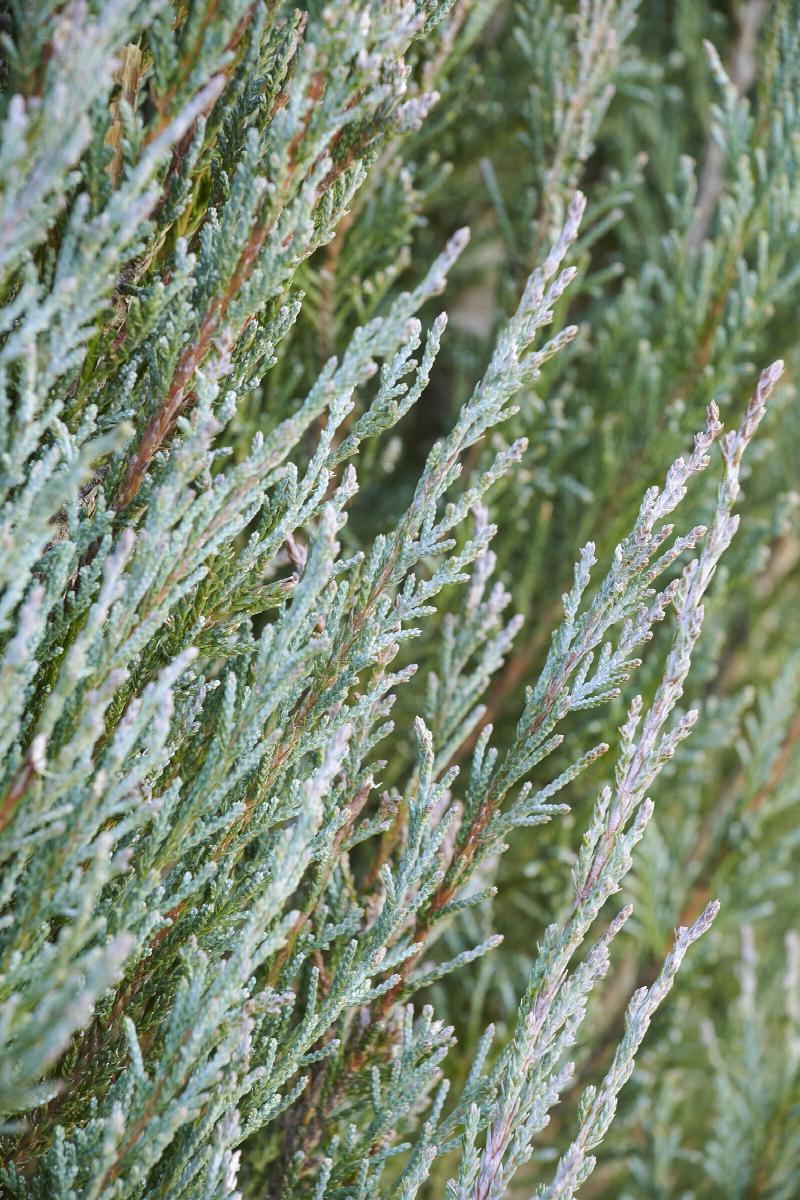 Juniperius Virginiana 'Blue Arrow' - Juniper from Scotts Garden Centre