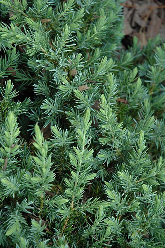 Juniperus Conferta 'Blue Pacific' - Spreading Shore Juniper from Scotts Garden Centre