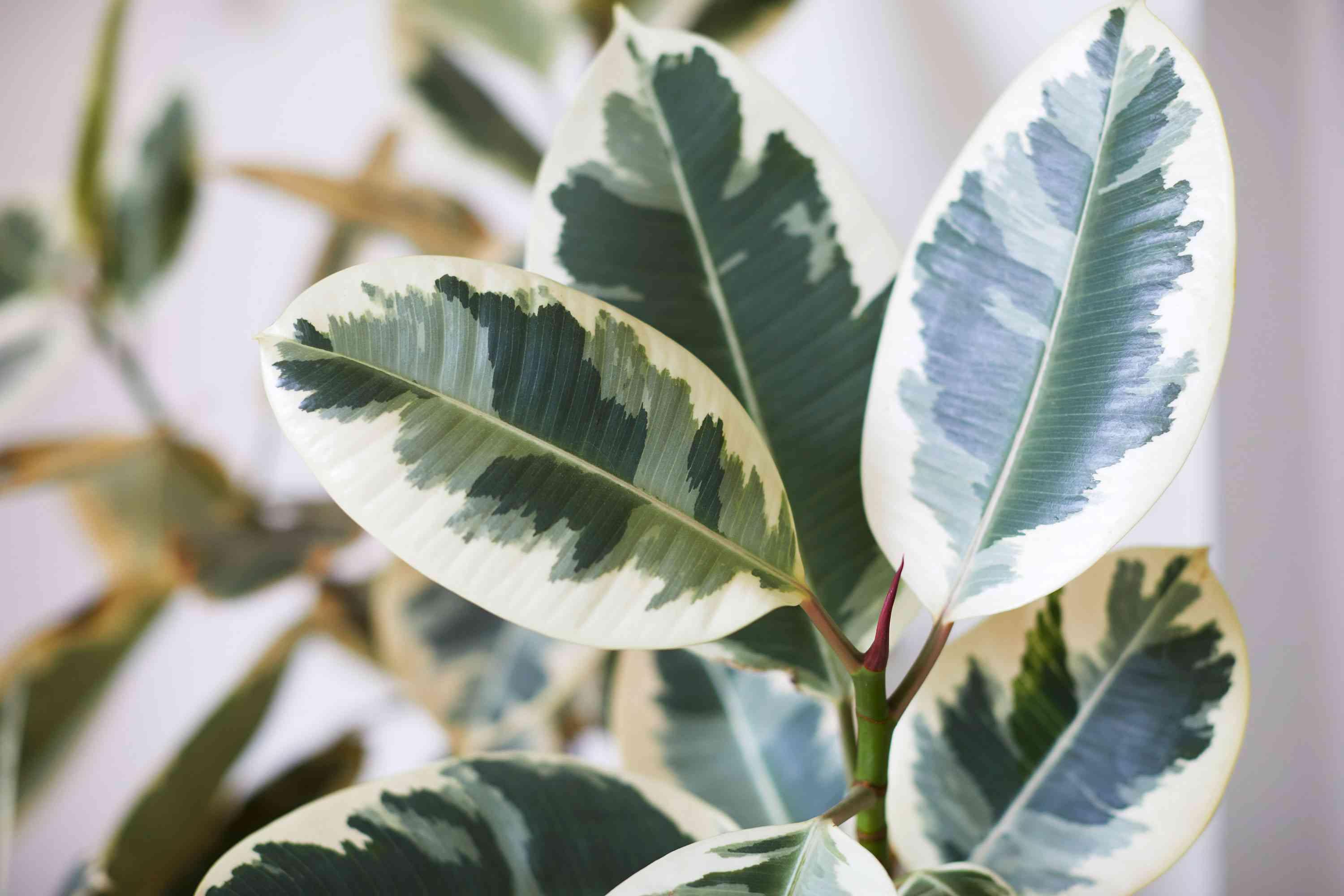 Ficus Elastica - Rubber Fig Plant from Scotts Garden Centre